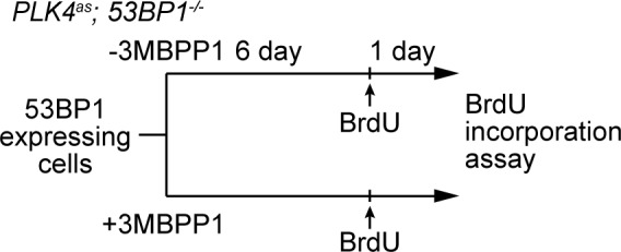 Figure 3—figure supplement 2.