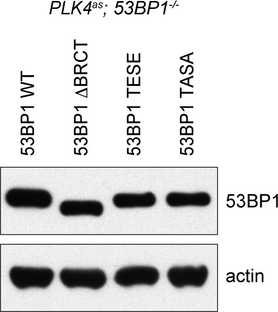 Figure 3—figure supplement 1.