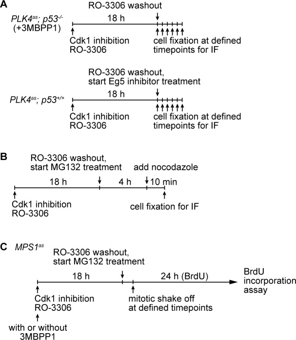 Figure 5—figure supplement 2.