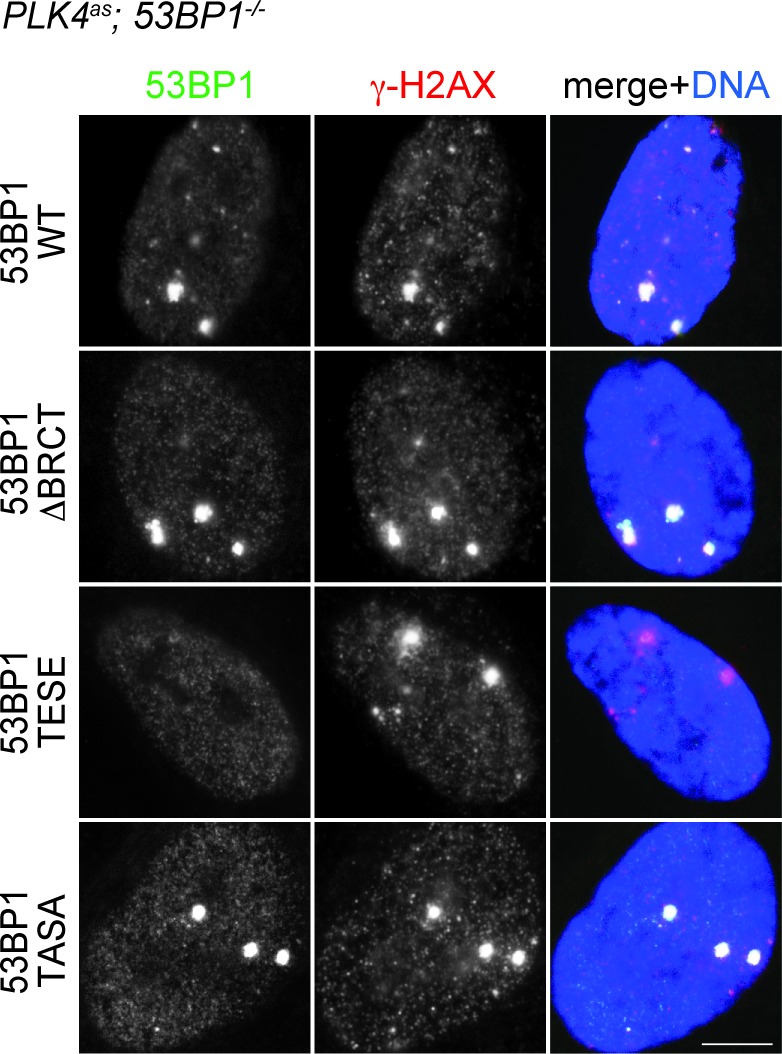 Figure 3—figure supplement 3.