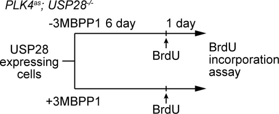 Figure 4—figure supplement 2.