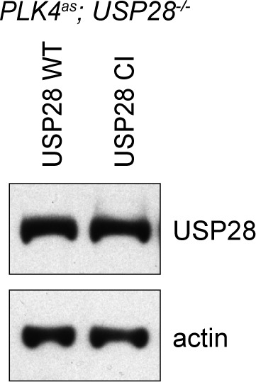 Figure 4—figure supplement 1.