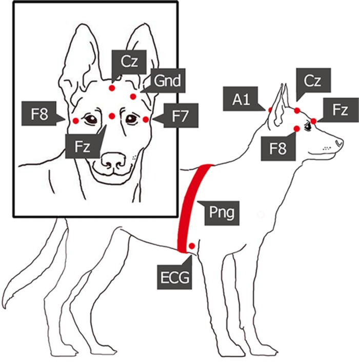 FIGURE 1