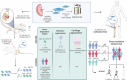 Graphical Abstract