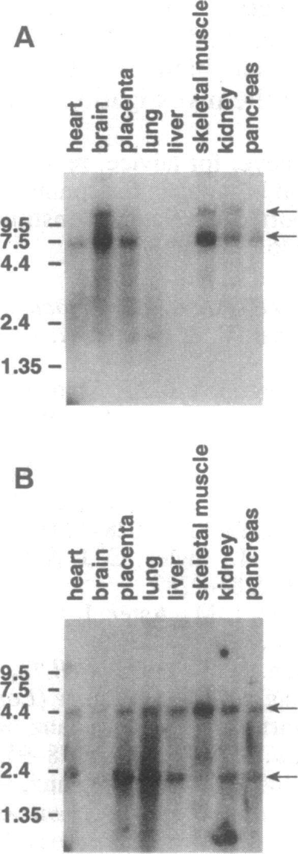 graphic file with name pnas01135-0376-a.jpg