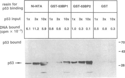 graphic file with name pnas01135-0377-a.jpg