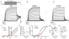 Electrophysiological data comparing wild-type and mutant (D212E, D212G) KCNQ2 channels. Includes sample traces and voltage-dependent activation curves which show impaired voltage sensitivity in mutants.