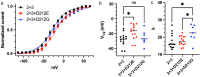 Functional effects of KCNQ2 mutations (D212E, D212G) in KCNQ2/3 heterotetrameric channels. KCNQ2-D212E channels exhibit a rightward shift in activation curves, while KCNQ2-D212G channels display flattened slope factors, indicating altered voltage sensing.