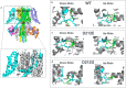 Structural models of wild-type and mutant (D212E, D212G) KCNQ2 channels, focusing on the S4-S5 linker region. The models highlight the critical role of hydrogen bonding and conformational stability.