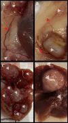 Fig. 10