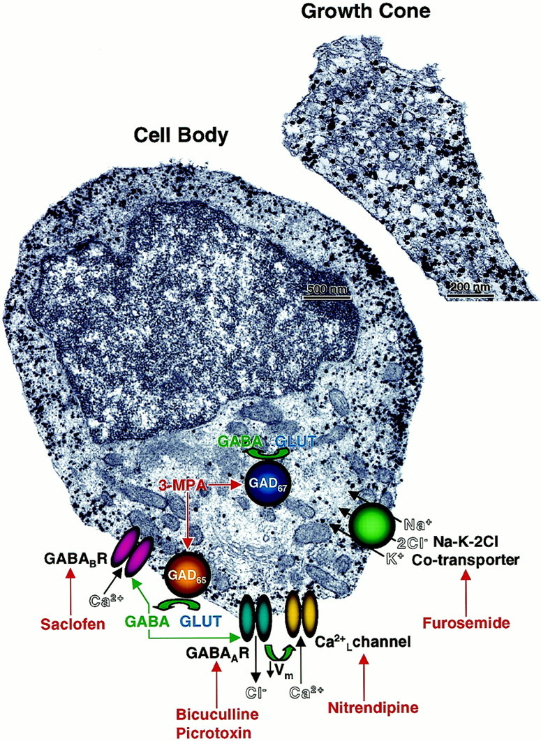 Fig. 12.