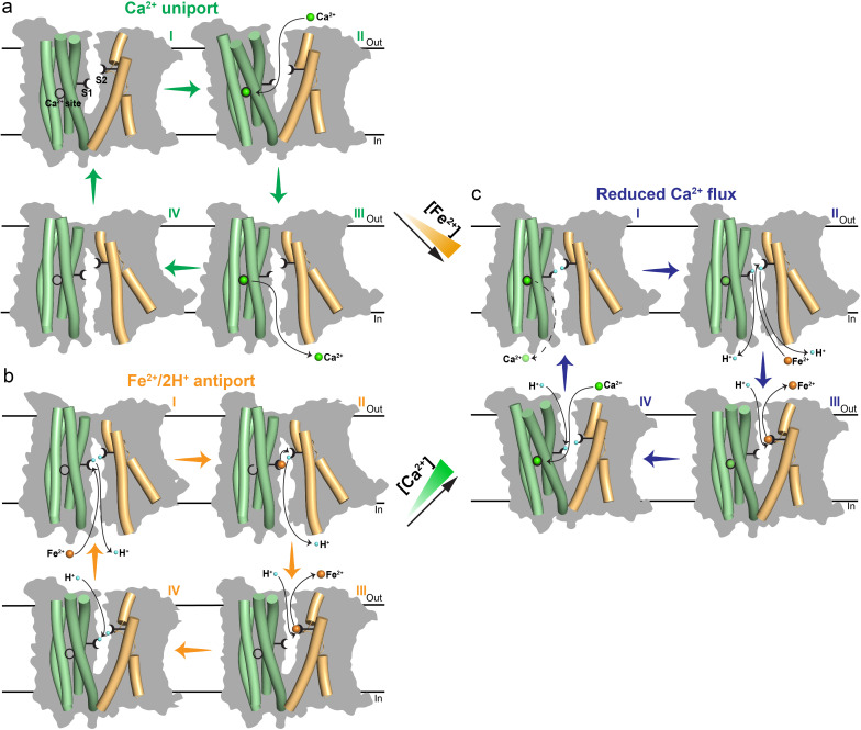 Figure 4—figure supplement 3.