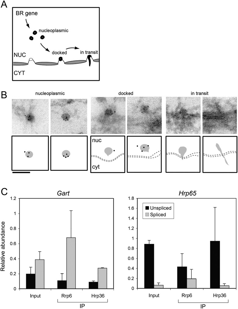 FIGURE 4.