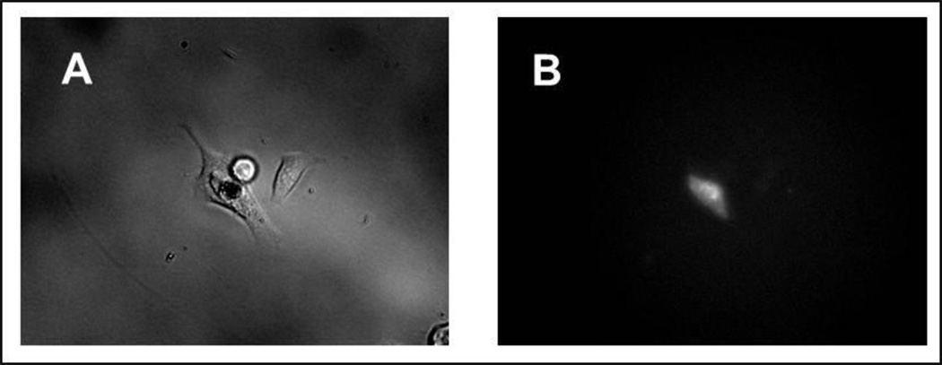 Figure 10