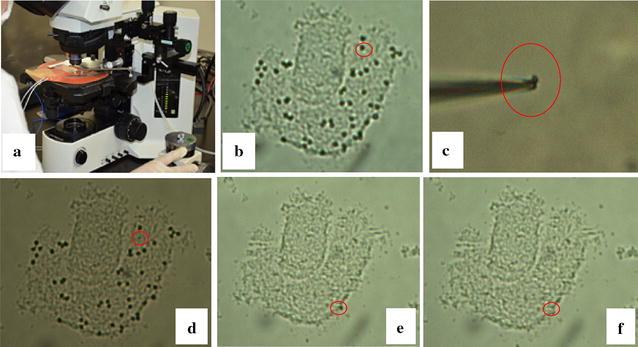 Fig. 1