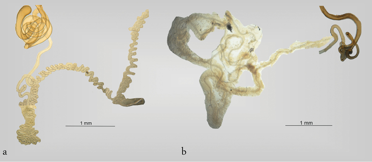 Figure 7.