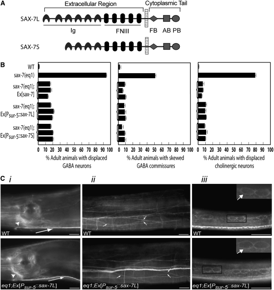 Figure 2.—