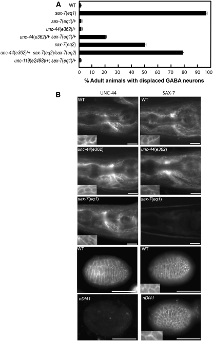 Figure 4.—