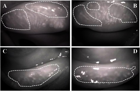 Fig. 2