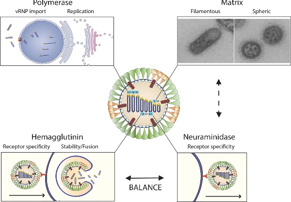 Graphical Abstract Figure.