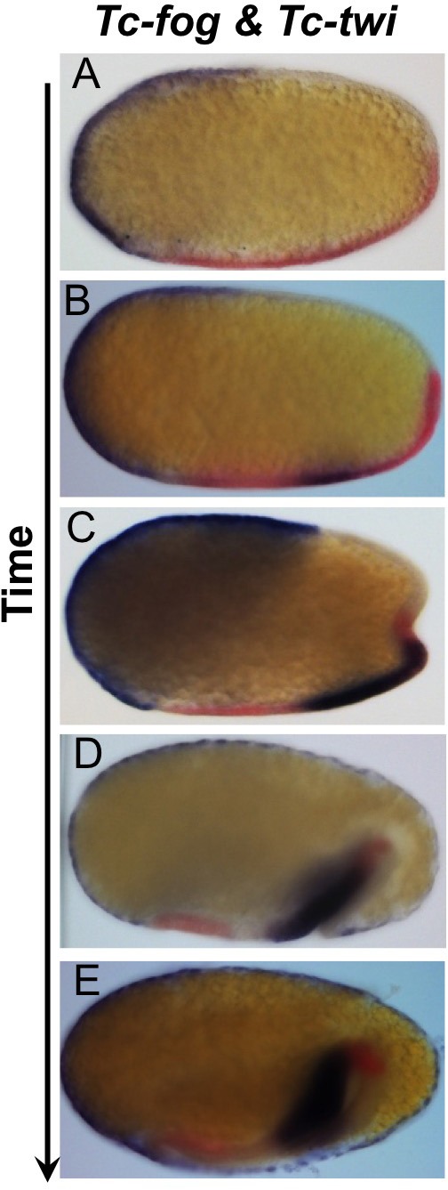 Figure 1—figure supplement 4.