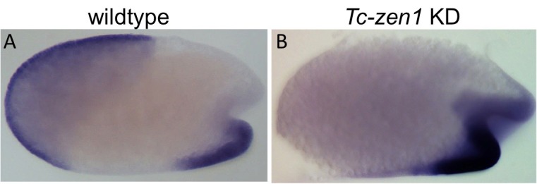 Figure 7—figure supplement 1.