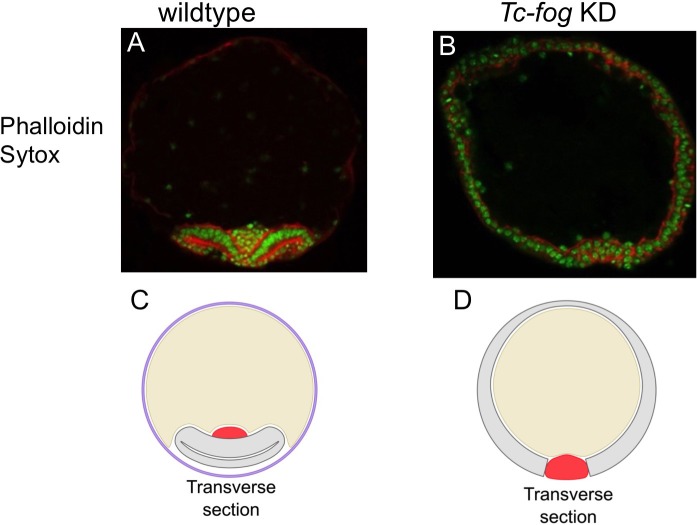 Figure 5—figure supplement 3.