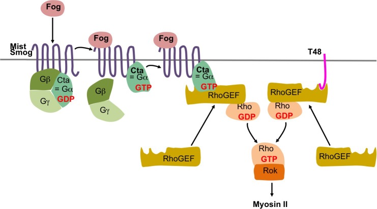 Figure 1—figure supplement 1.