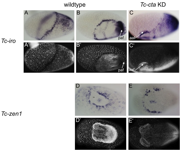 Figure 2—figure supplement 2.