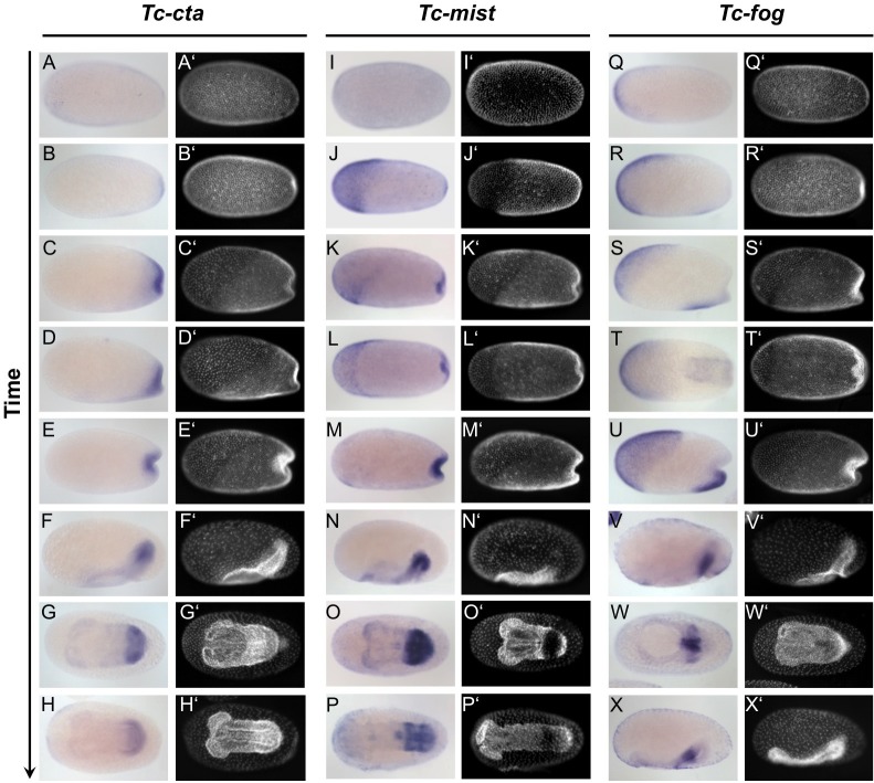 Figure 1—figure supplement 3.