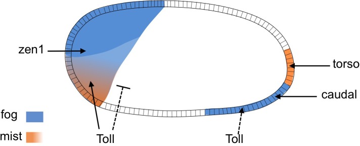 Figure 6—figure supplement 1.