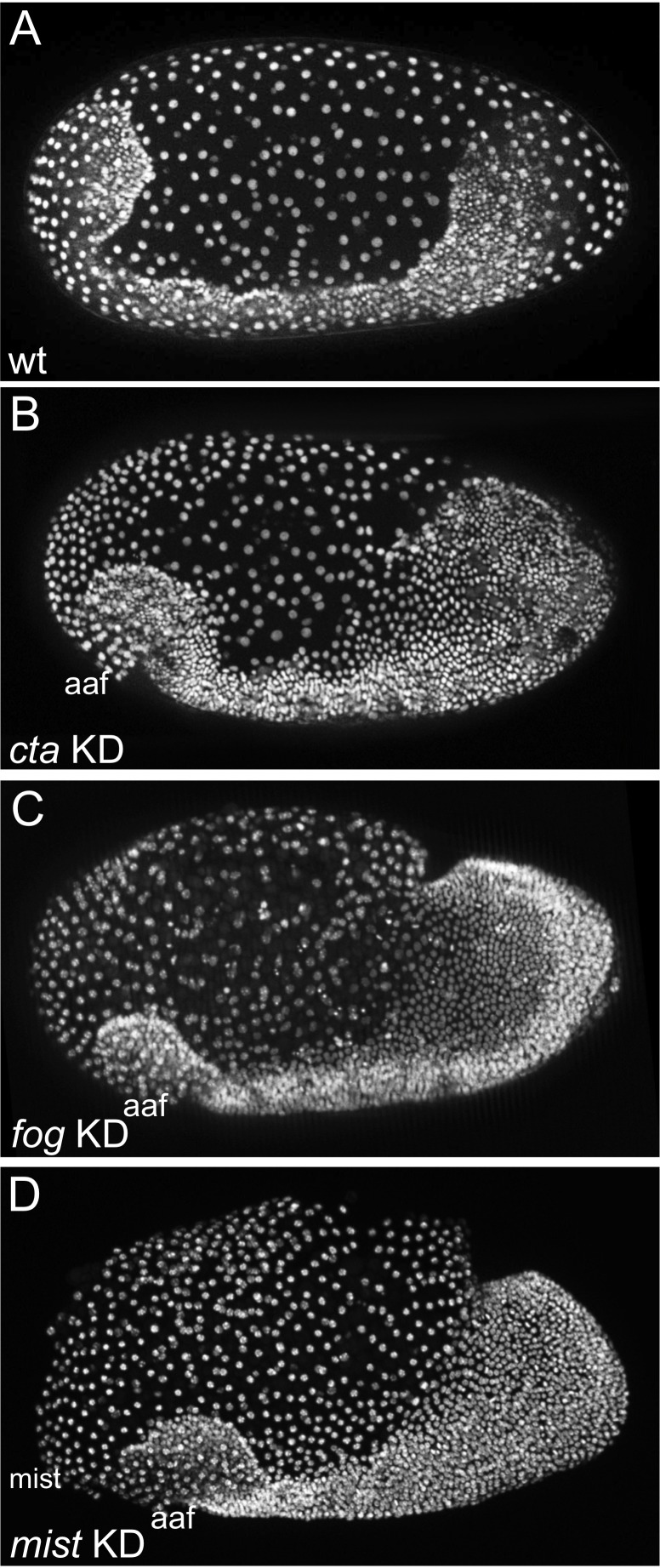 Figure 2—figure supplement 1.