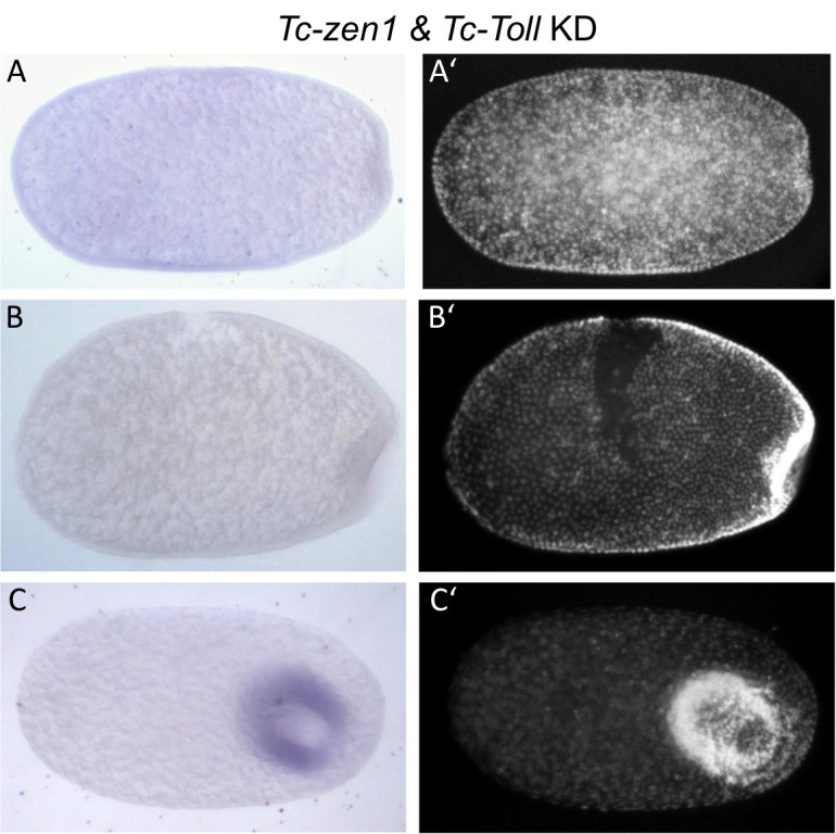 Figure 7—figure supplement 2.