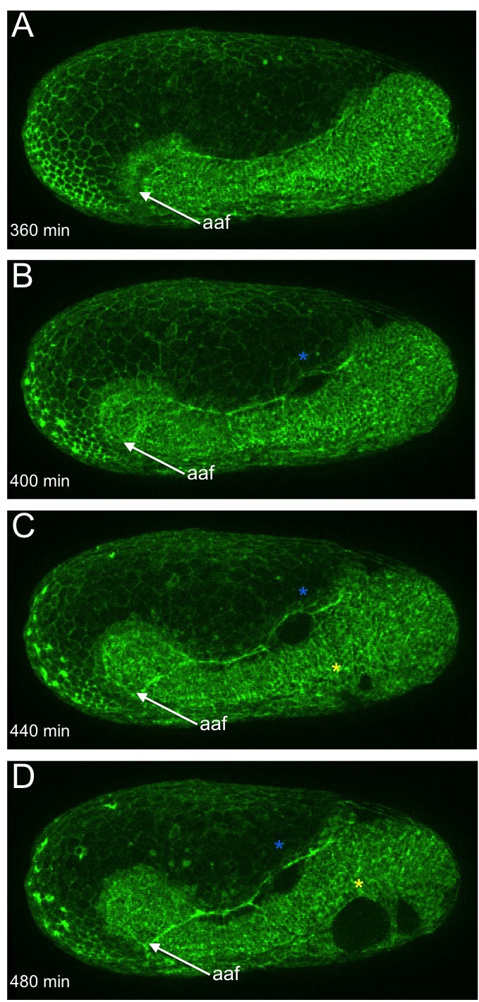 Figure 2—figure supplement 3.