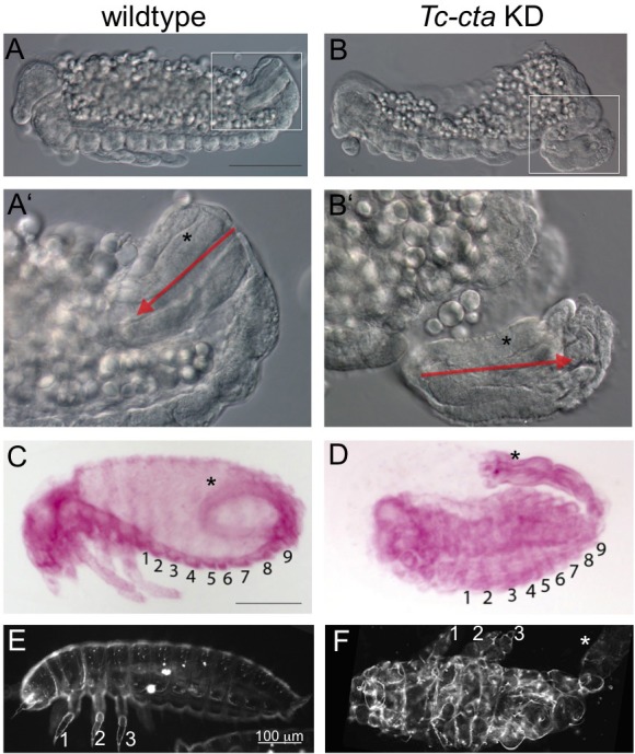 Figure 2—figure supplement 5.