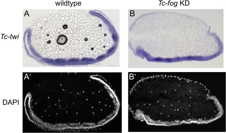 Figure 5—figure supplement 4.