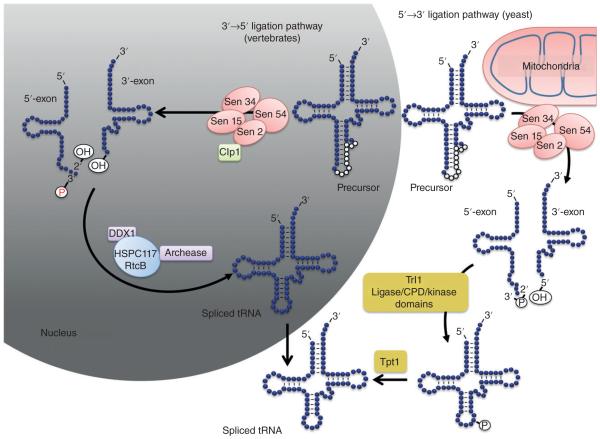 FIGURE 3