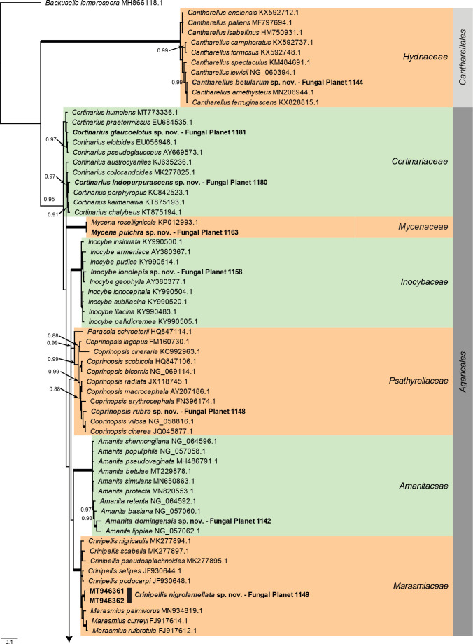 
Overview
Agaricomycetes
phylogeny – part 1
