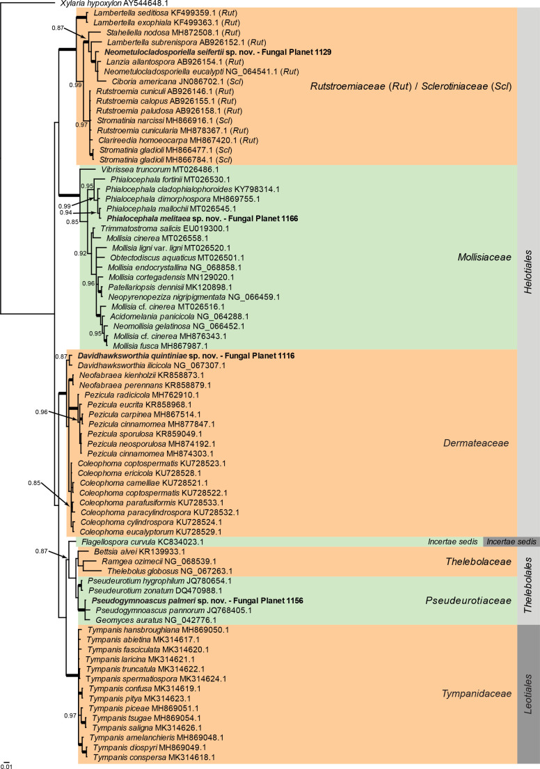 
Overview
Leotiomycetes
phylogeny
