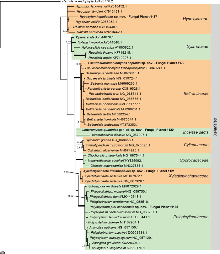 
Overview
Sordariomycetes
(
Xylariales
) phylogeny
