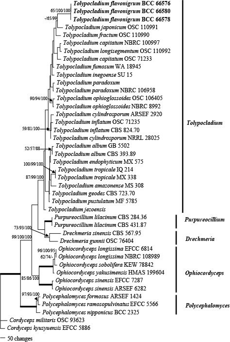 graphic file with name per-2020-45-10-g095.jpg