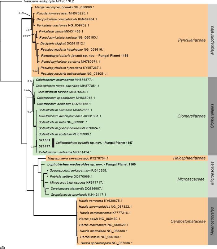 
Overview
Sordariomycetes
(Other orders) phylogeny
