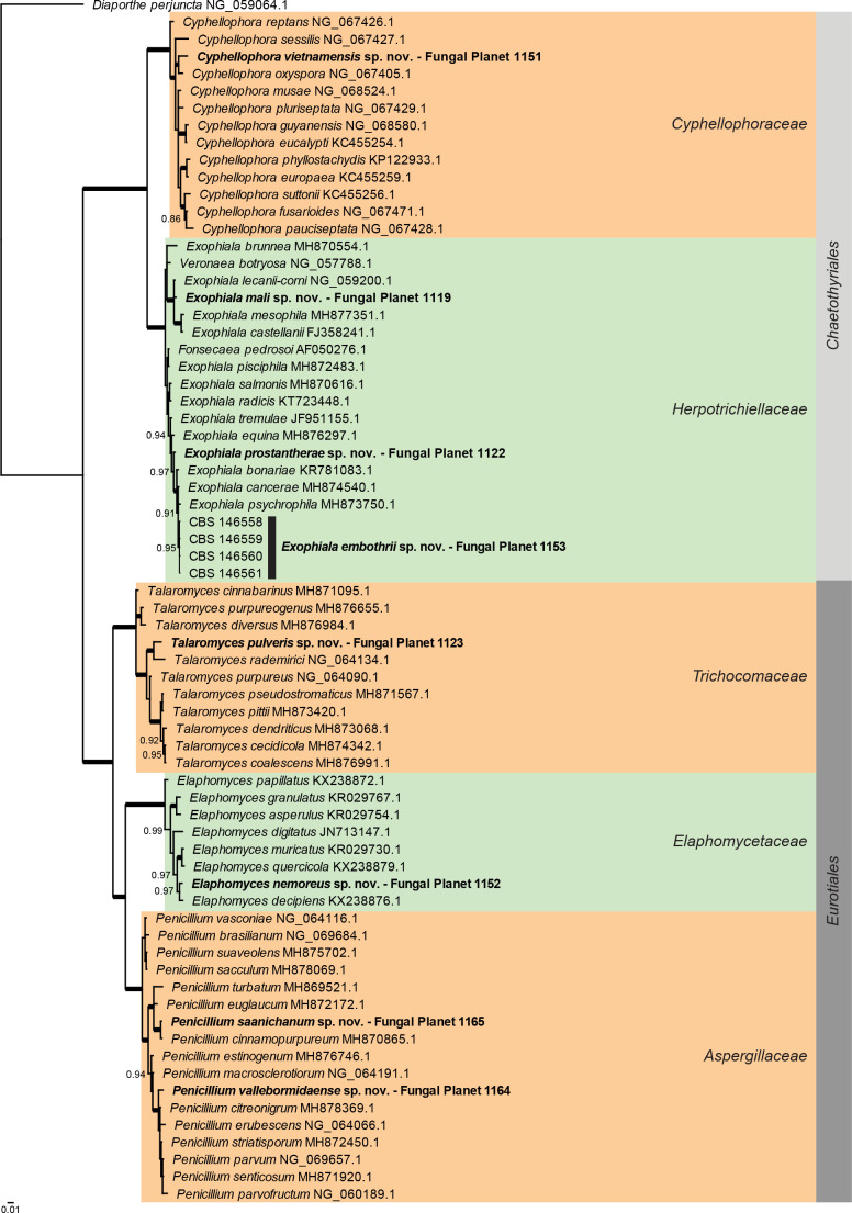 
Overview
Eurotiomycetes
phylogeny
