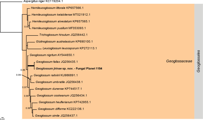 
Overview
Geoglossomycetes
phylogeny
