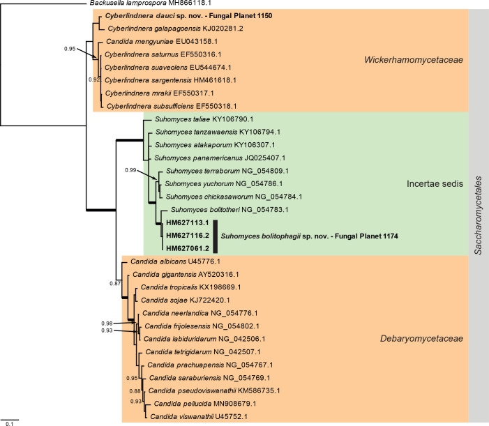 
Overview
Saccharomycetes
phylogeny
