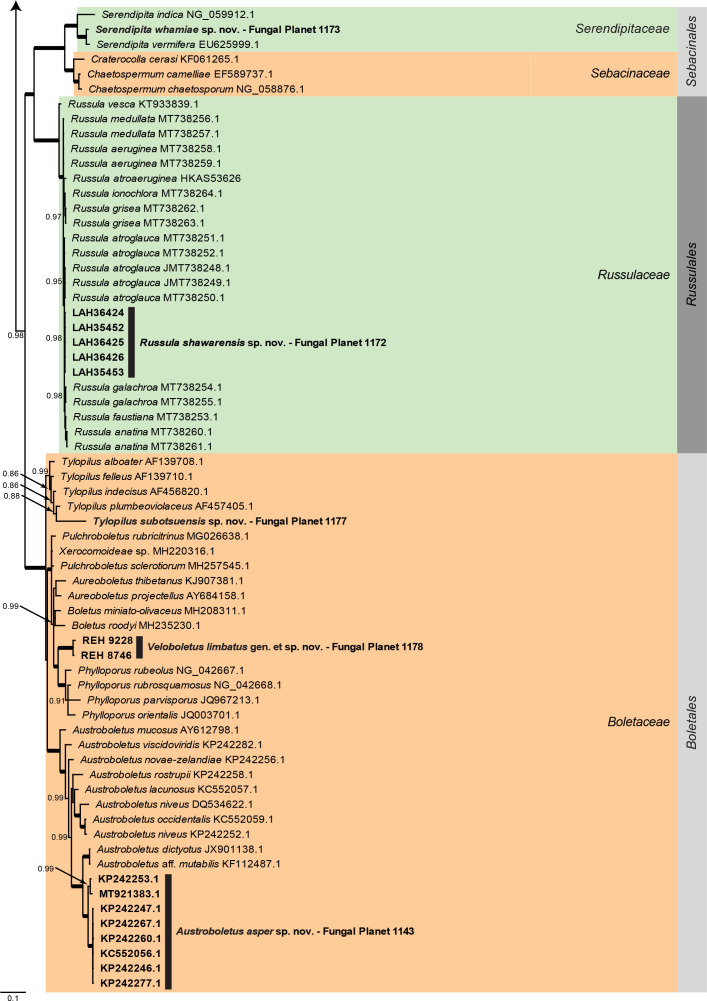 
Overview
Agaricomycetes
phylogeny – part 1
