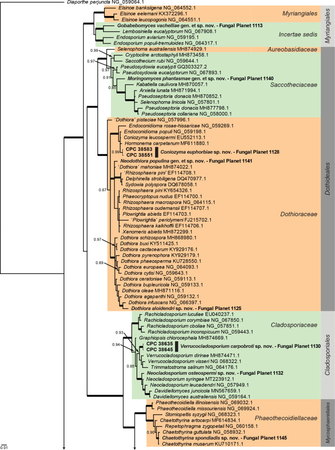 
Overview
Dothideomycetes
phylogeny – part 1
