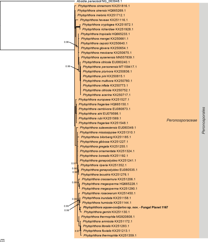 
Overview
Phytophthora
phylogeny
