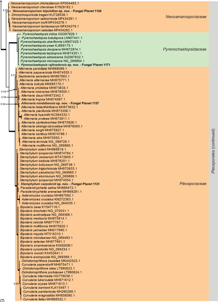 
Overview
Dothideomycetes
phylogeny – part 1
