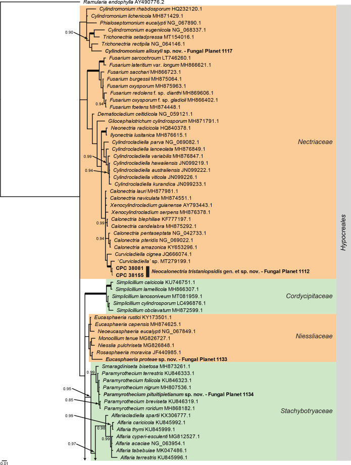 
Overview
Sordariomycetes
(
Hypocreales
) phylogeny – part 1
